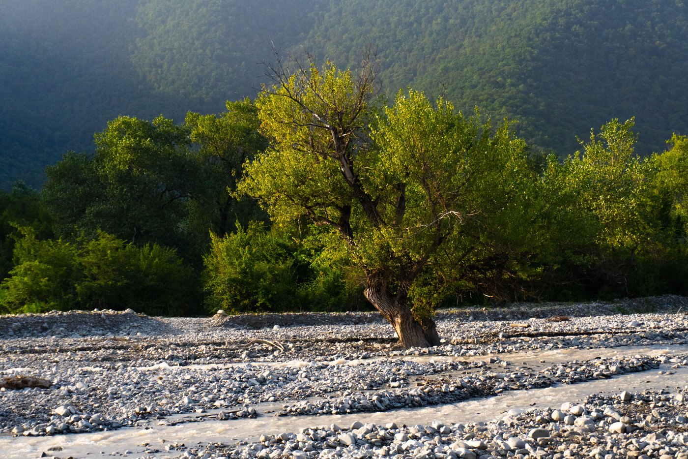Car rental in Oguz